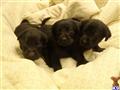 labrador retriever puppy posted by Rick Swenson